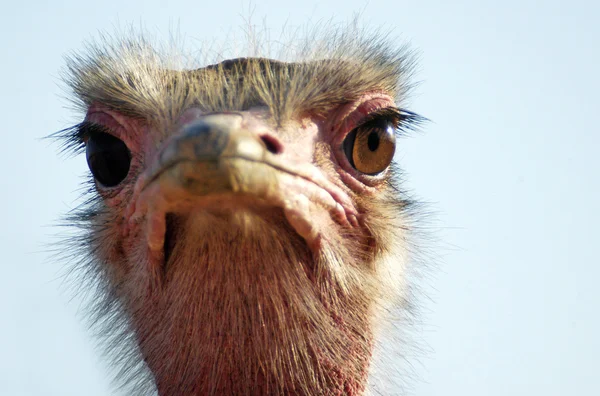 Yaban hayatı fotoğraf - devekuşu — Stok fotoğraf