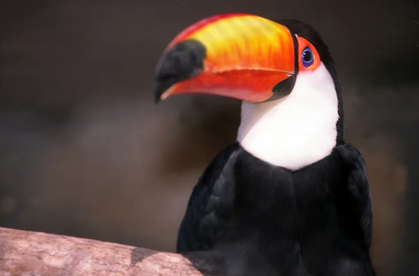 Wildlife foto's - toucan — Stockfoto