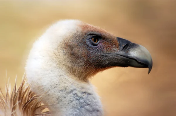 Foto fauna selvatica - Avvoltoio — Foto Stock
