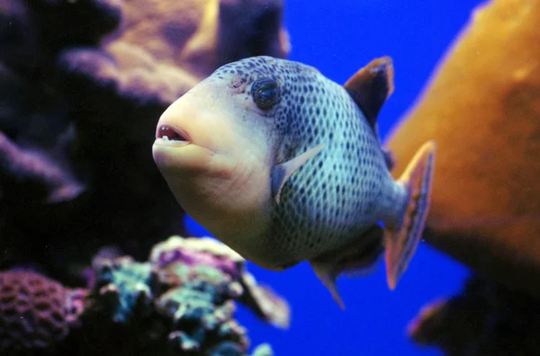 野生動物の写真 - 海洋生物 — ストック写真