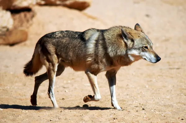 야생 동물 사진-늑대 — 스톡 사진