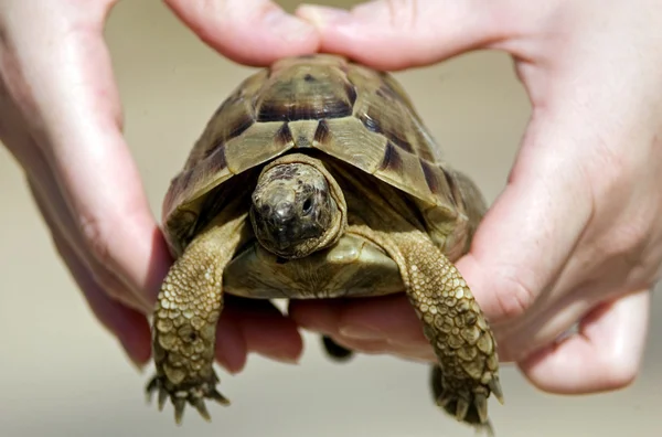 Wildlife foto's - schildpad — Stockfoto