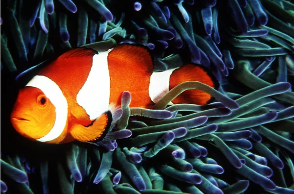 Djurlivet bilder - marint liv — Stockfoto