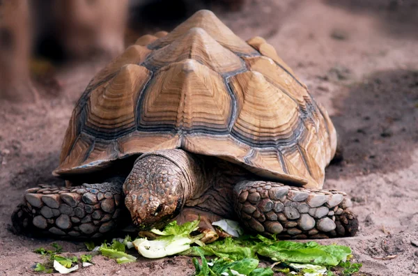 Wildlife foto's - aldabra reuzenschildpad — Stockfoto