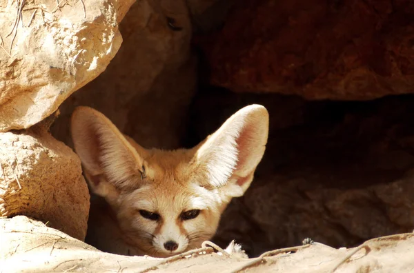Djurlivet bilder - fox — Stockfoto