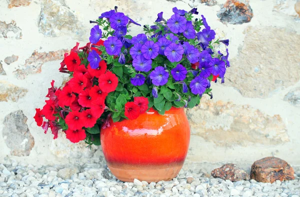 Giardinaggio - Pianta in vaso — Foto Stock