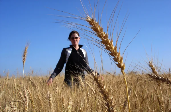 農業の写真 - 小麦 — ストック写真
