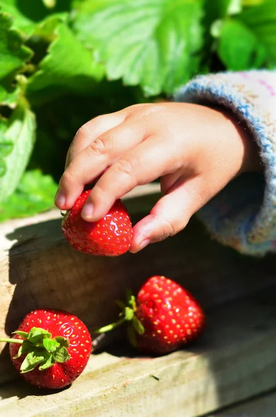 Frukt och grönsaker - trädgården jordgubb — Stockfoto