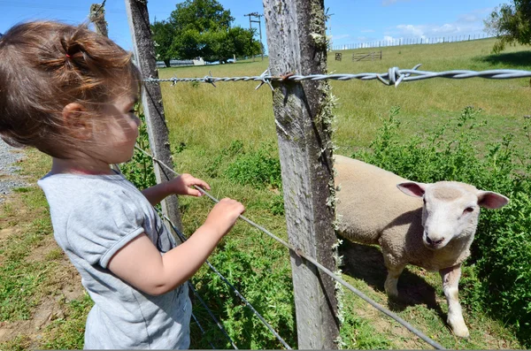 Schapenboerderij - schapen scheren — Stockfoto