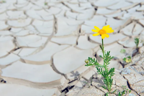 Tierra seca agrietada - Sequía — Foto de Stock