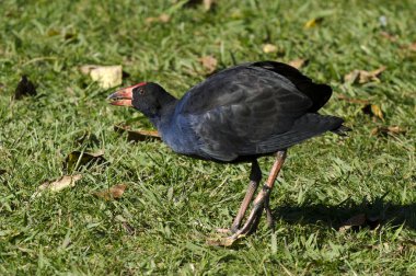 Bir Sokak Kuşu (Pukeko-Porphyrio porphyrio)