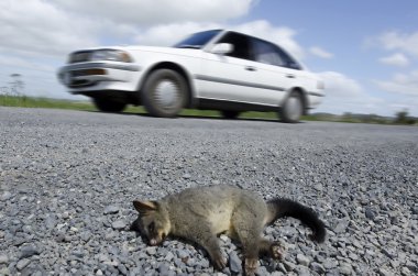 Wildlife and Animals - Possum clipart