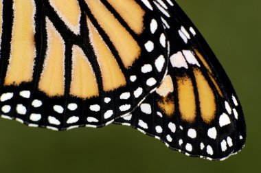 Monarch Butterfly clipart