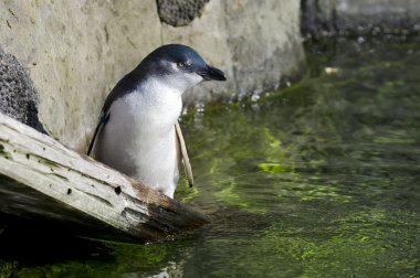 Wildlife and Animals - Blue Penguin clipart