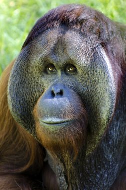 Wildlife and Animals - Orangutan clipart