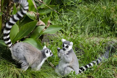 yabani hayvanlar ve bitkiler ve hayvanlar - lemur