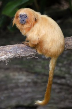 Wildlife and Animals - Golden Lion Tamarin clipart