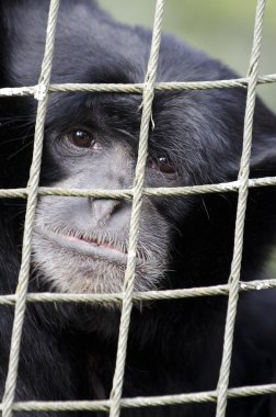 Wildlife and Animals - Siamang Gibbon