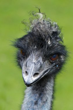 Wildlife and Animals - Emu clipart