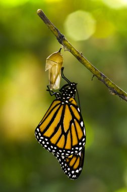 Monarch kelebek doğum