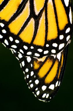 Monarch Butterfly clipart