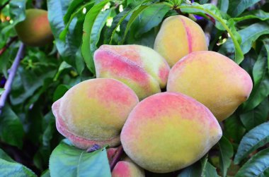 Ağaçtaki şeftaliler