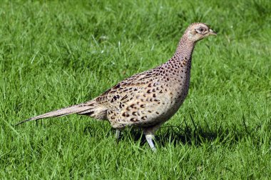 Wildlife Photos - Common Hen Pheasant clipart