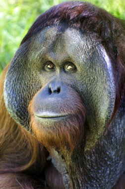 Wildlife and Animals - Orangutan clipart