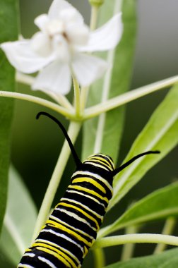 Wildlife and Animals - Caterpillars clipart