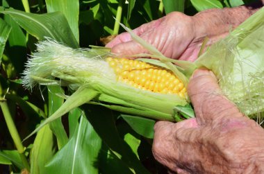 Fruits and Vegetables - Corn Field clipart