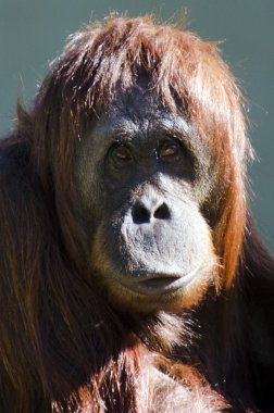 yabani hayvanlar ve bitkiler ve hayvanlar - orangutan