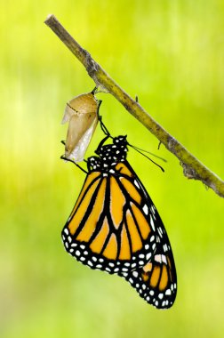 Monarch Butterfly Birth clipart