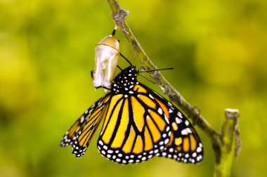 Monarch kelebek doğum