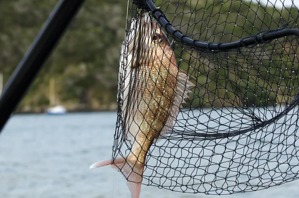 Desporto e recreação - Pesca — Fotografia de Stock