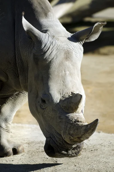 Przyrody i zwierząt - nosorożec — Zdjęcie stockowe