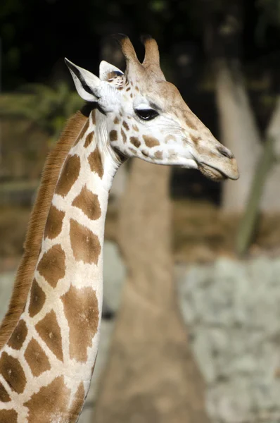 野生动物保护和动物-长颈鹿 — 图库照片