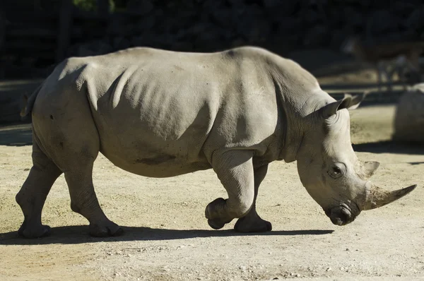 Vida selvagem e animais - Rinoceronte — Fotografia de Stock