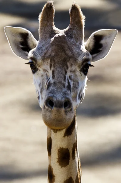 Wildlife and Animals - Giraffe — Stock Photo, Image