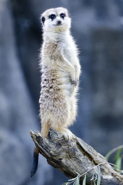 Дикая природа и животные - Meerkat — стоковое фото