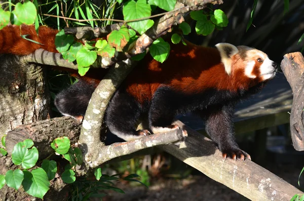 Vilda djur och djur - röd panda — Stockfoto