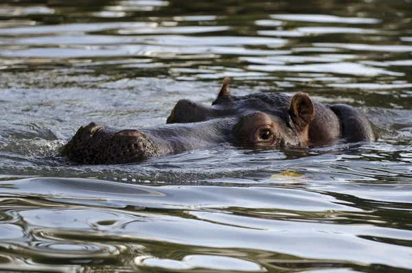 Vida selvagem e animais - Hipopótamo — Fotografia de Stock