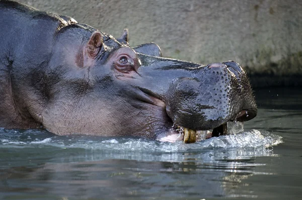 Animales y vida silvestre - Hippopotamus — Foto de Stock