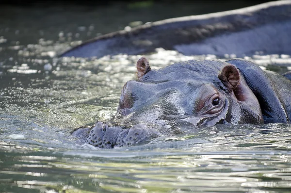 Dieren in het wild en dieren - nijlpaard — Stockfoto