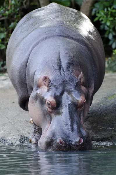 Vida selvagem e animais - Hipopótamo — Fotografia de Stock