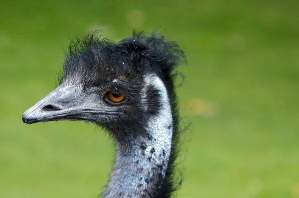 EMU kafa yeşil arka planda — Stok fotoğraf