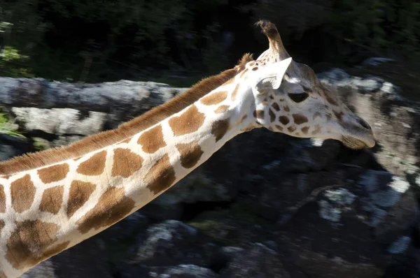 Vilda djur och djur - giraff — Stockfoto