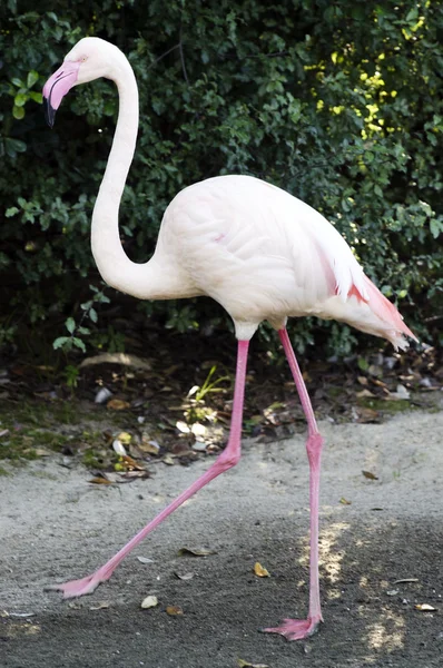 Vida selvagem e animais - Flamingo — Fotografia de Stock