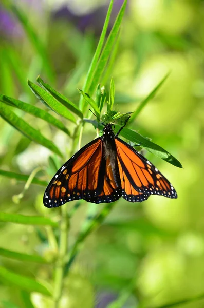 Дикая природа и животные-бабочки — стоковое фото