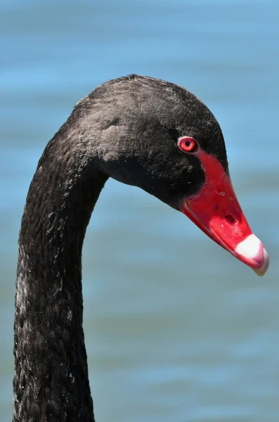 Wildlife and Animals - Black Swan — Stock Photo, Image