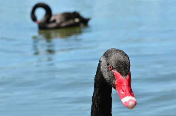 Dieren in het wild en dieren - zwarte zwaan — Stockfoto